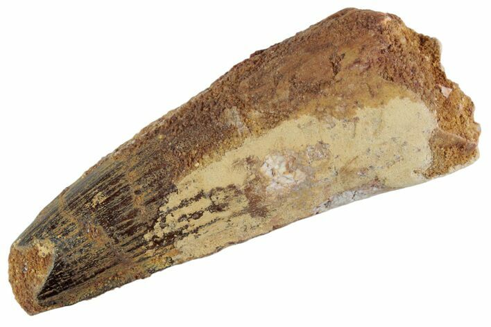 Fossil Spinosaurus Tooth - Feeding Worn Tooth #367944
